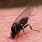 Alerta por la mosca negra en España: cómo es y qué puede provocar su peligrosa mordedura