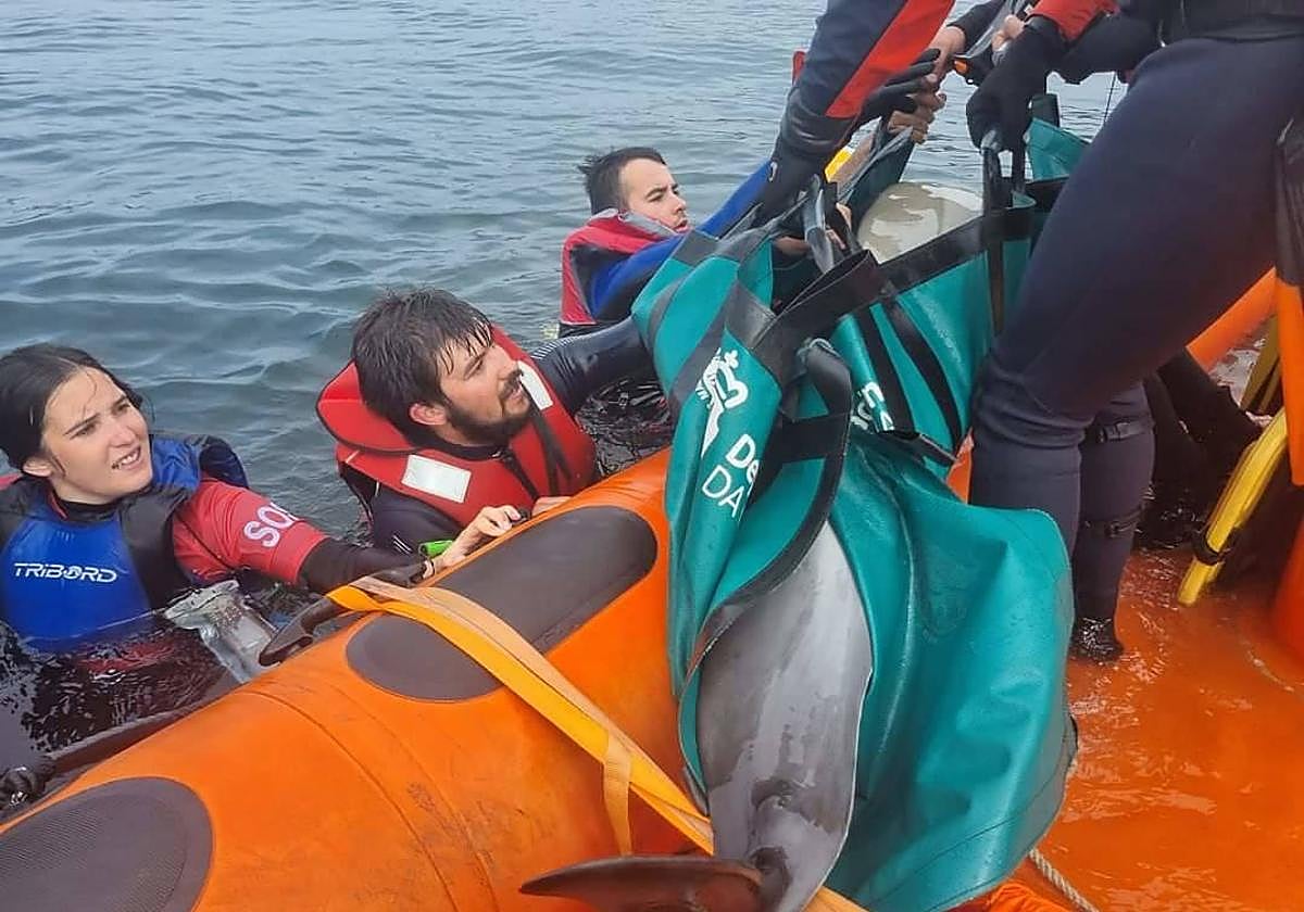 Rescate de uno de los delfines en la ría de Ferrol.