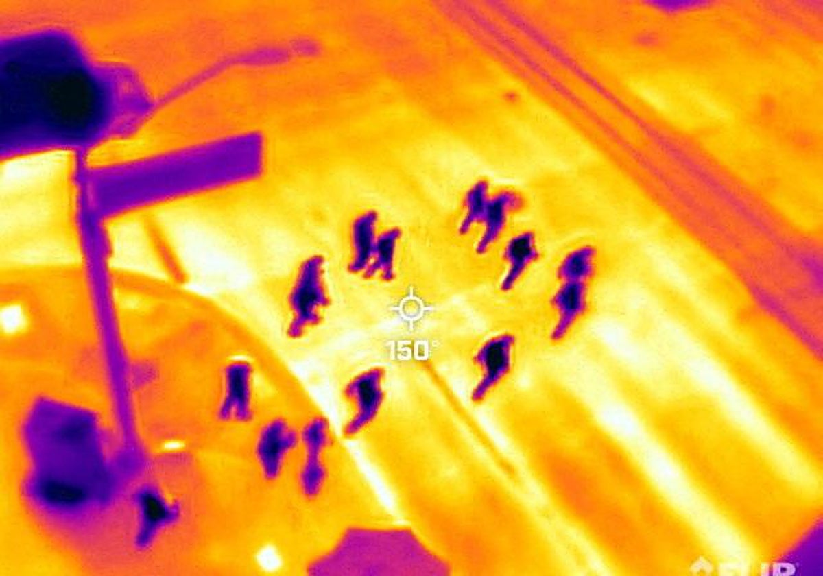 Una cámara Flir One ProThermal registró una temperatura superficial de 65 °C, según el Servicio Meteorológico Nacional, en el 26 de julio en Phoenix.