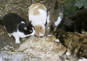 Chocolate, aguacate, huevo, leche o cítricos... ¿ponen en peligro la salud de su gato?