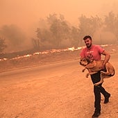 Los incendios forestales en Grecia, en imágenes