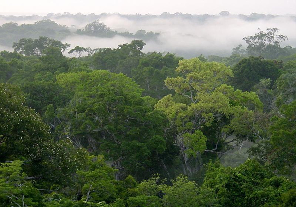 Demasiado calor para la hacer la fotosíntesis: los bosques tropicales se acercan a temperaturas críticas