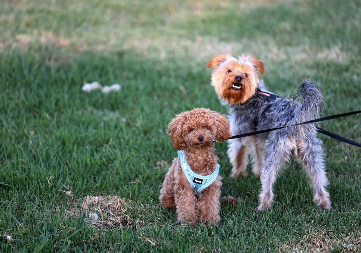 pueden los perros comer huesos de bistec cocidos