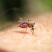 Cómo saber qué tipo de insecto me ha picado según el aspecto de la picadura
