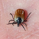 Las garrapatas que te vuelven casi 'vegano'