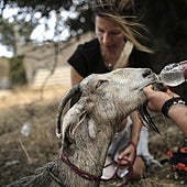 La biodiversidad helena pende de un hilo: miles de animales muertos y parques naturales arrasados por las llamas