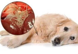 La plaga que pone en peligro a nuestras mascotas: así es la enfermedad del 'gusano del corazón'