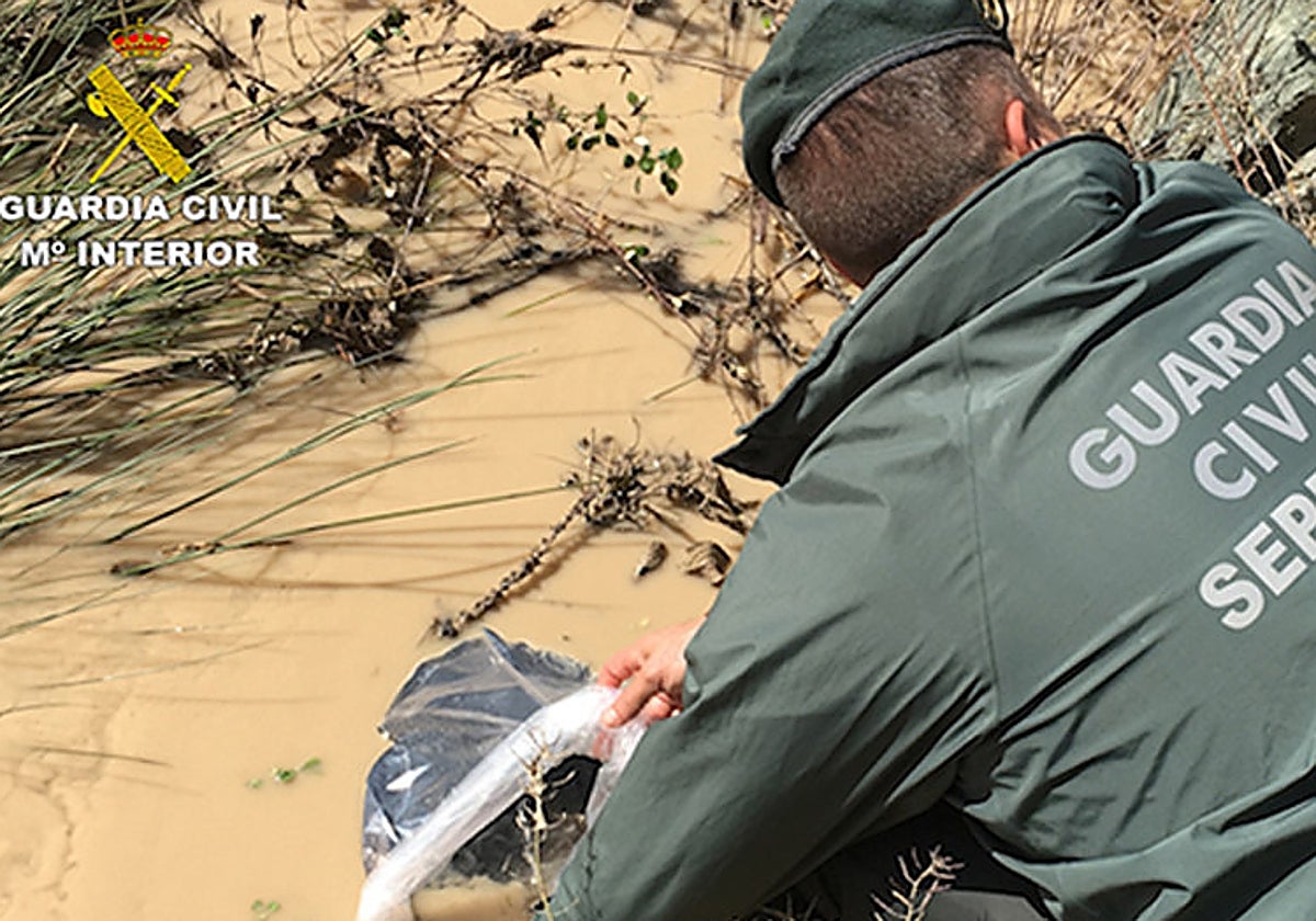 La Guardia Civil desmantela tres grupos que exportaban anguila por valor de 20 millones en el mercado negro