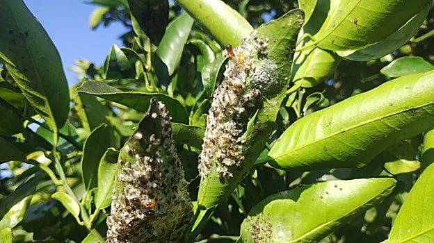Daños de los insectos sobre los cultivos