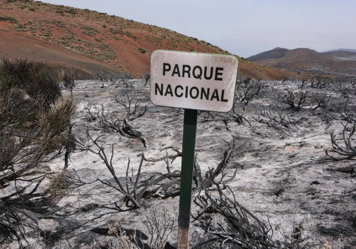 Más De 60 Especies Protegidas Fueron Afectadas Por El Incendio De Tenerife 1545