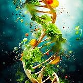 Trigo sin gluten o tomates contra la hipertensión: la batalla por la modificación genética de los alimentos vuelve a la UE