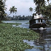 Las especies invasoras son el principal factor de extinción, por encima del cambio climático o la contaminación