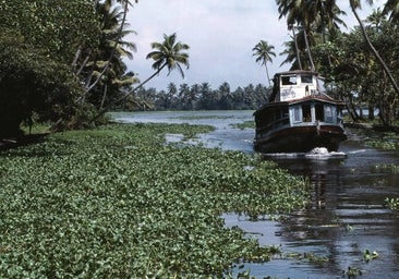 Las especies invasoras son el principal factor de extinción, por encima del cambio climático o la contaminación