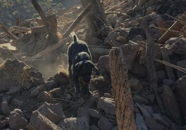 Los perros buscan un soplo de respiración, una señal, pero no encuentran nada