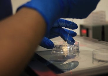 Europa avala la prohibición de fecundar a dos mujeres francesas con esperma de fallecidos en España