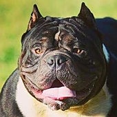 Reino Unido prohibirá los perros de la raza American Bully XL tras varios ataques