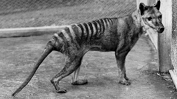 Uno de los últimos ejemplares del tigre de Tasmania, extinto en 1936