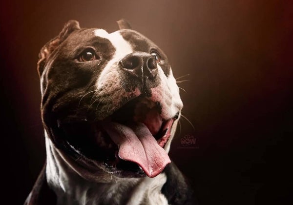 Los American Bully XL, acusados de «perros asesinos»: ¿Hay algo que temer?