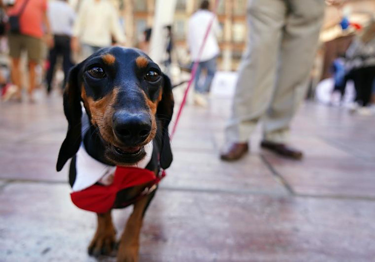 Los perros no podrán dejarse solos más de 24 horas