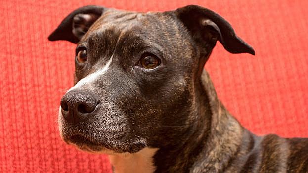 American Staffordshire Terrier