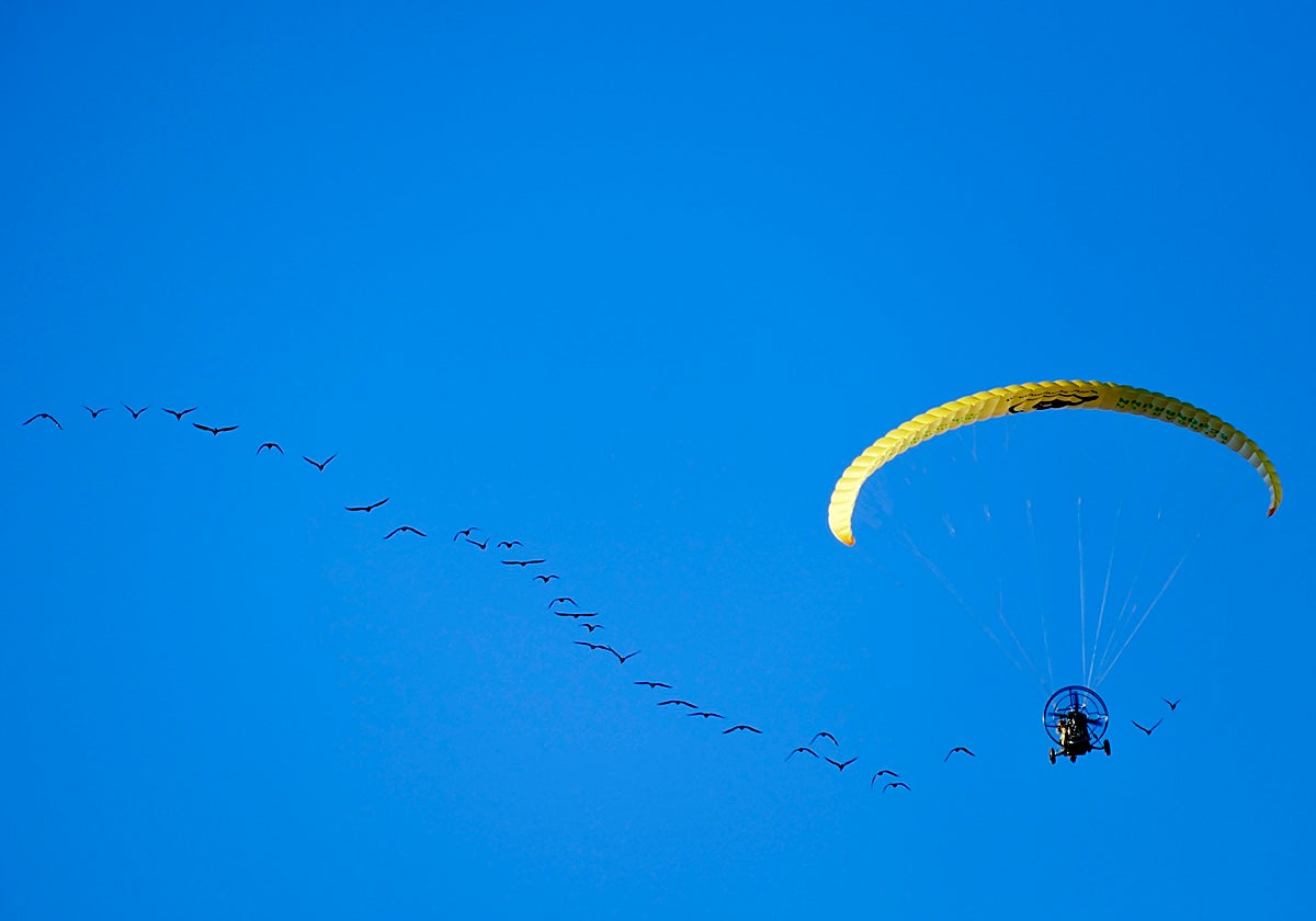 De Austria a Cádiz: la migración guiada por humanos de ibis eremita