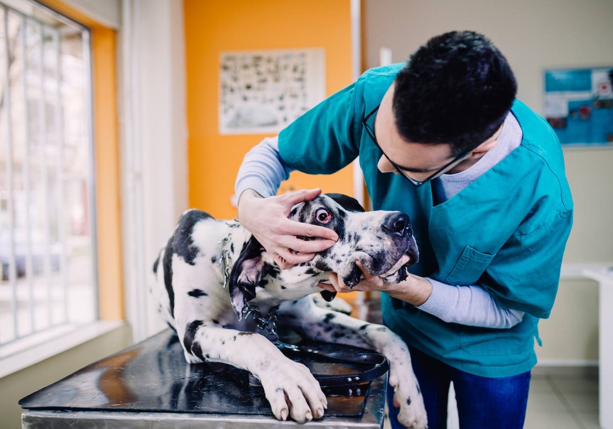 los perros pueden morir de gastroenteritis