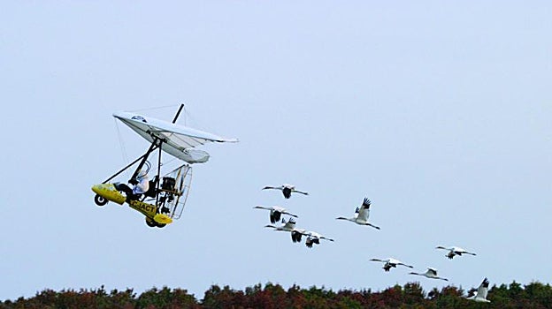 La 'operación migración' de Bill Lishman y Joe Duff en EE.UU. en los años 2000