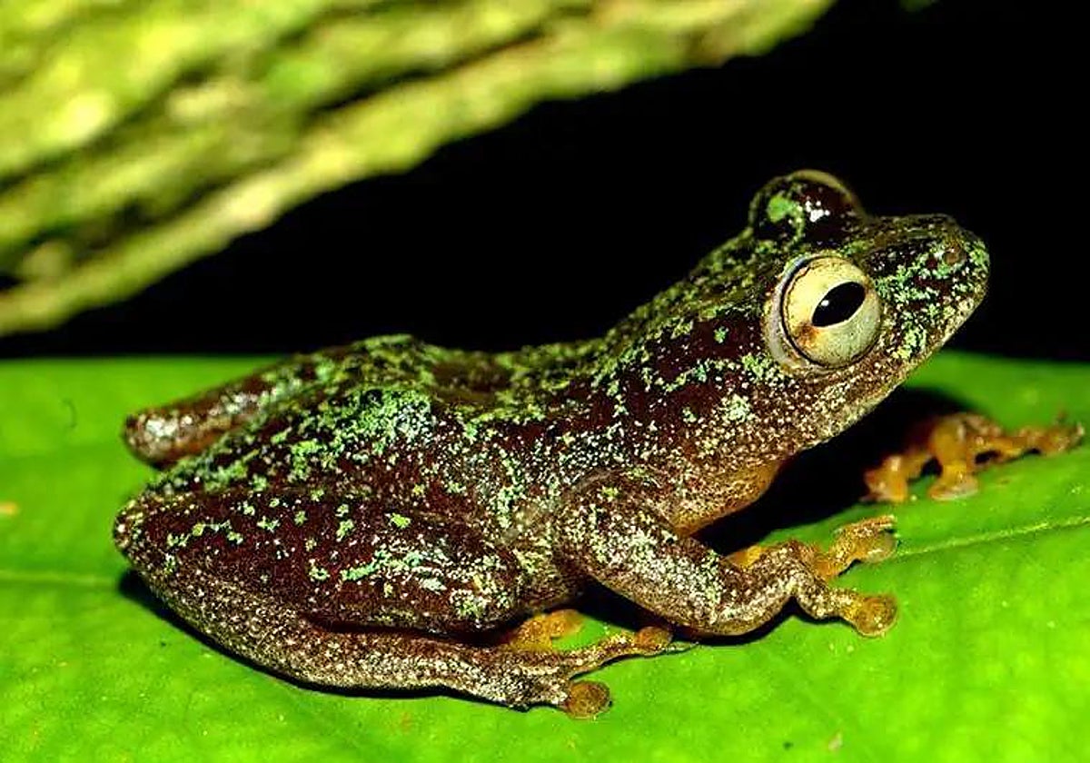 Descubren una nueva forma de huir de los depredadores: mimetizarse con excremento