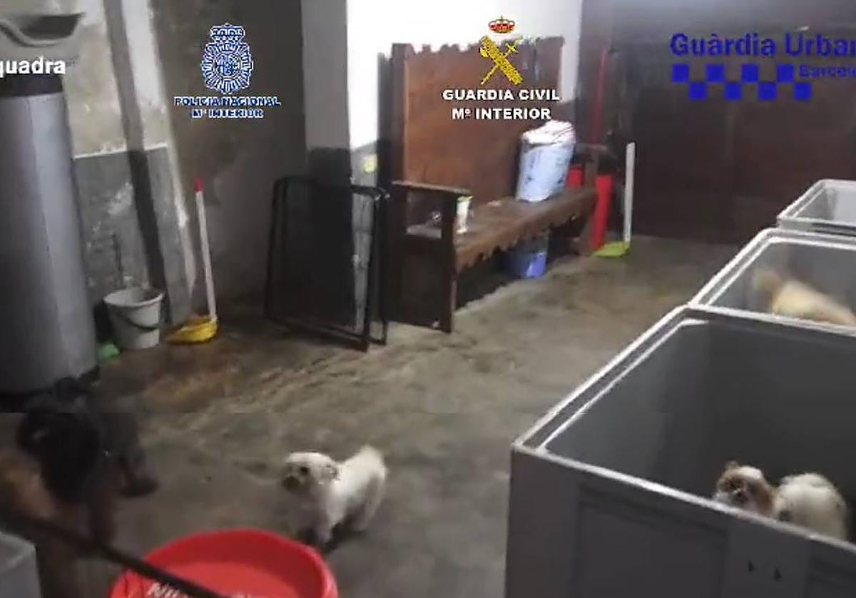Algunos de los perros rescatados