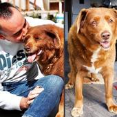 Muere a los 31 años Bobi, oficialmente el perro más viejo del mundo