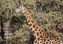 Las jirafas ya se encuentran en peligro de extinción
