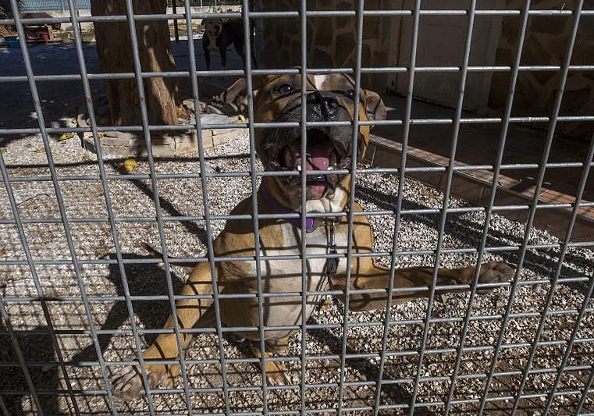 Perros del suceso en El Paraje (Alguazas), Murcia