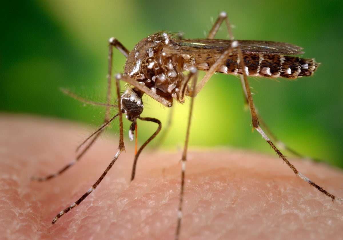 Son los mosquitos del género Aedes los que transmiten el dengue. Recientemente se han detectado dos casos en Cataluña