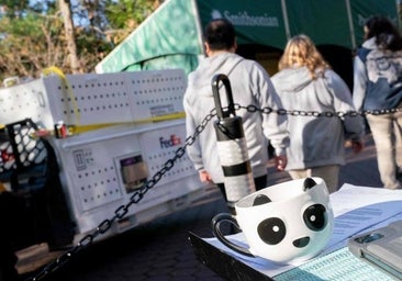 China pone fin a la «diplomacia del panda» y empieza a repatriar sus osos de EE.UU.