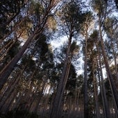 Ciudades más verdes, ríos sin barreras y espacios protegidos sanos: la UE acuerda restaurar un 20% de sus tierras para 2030