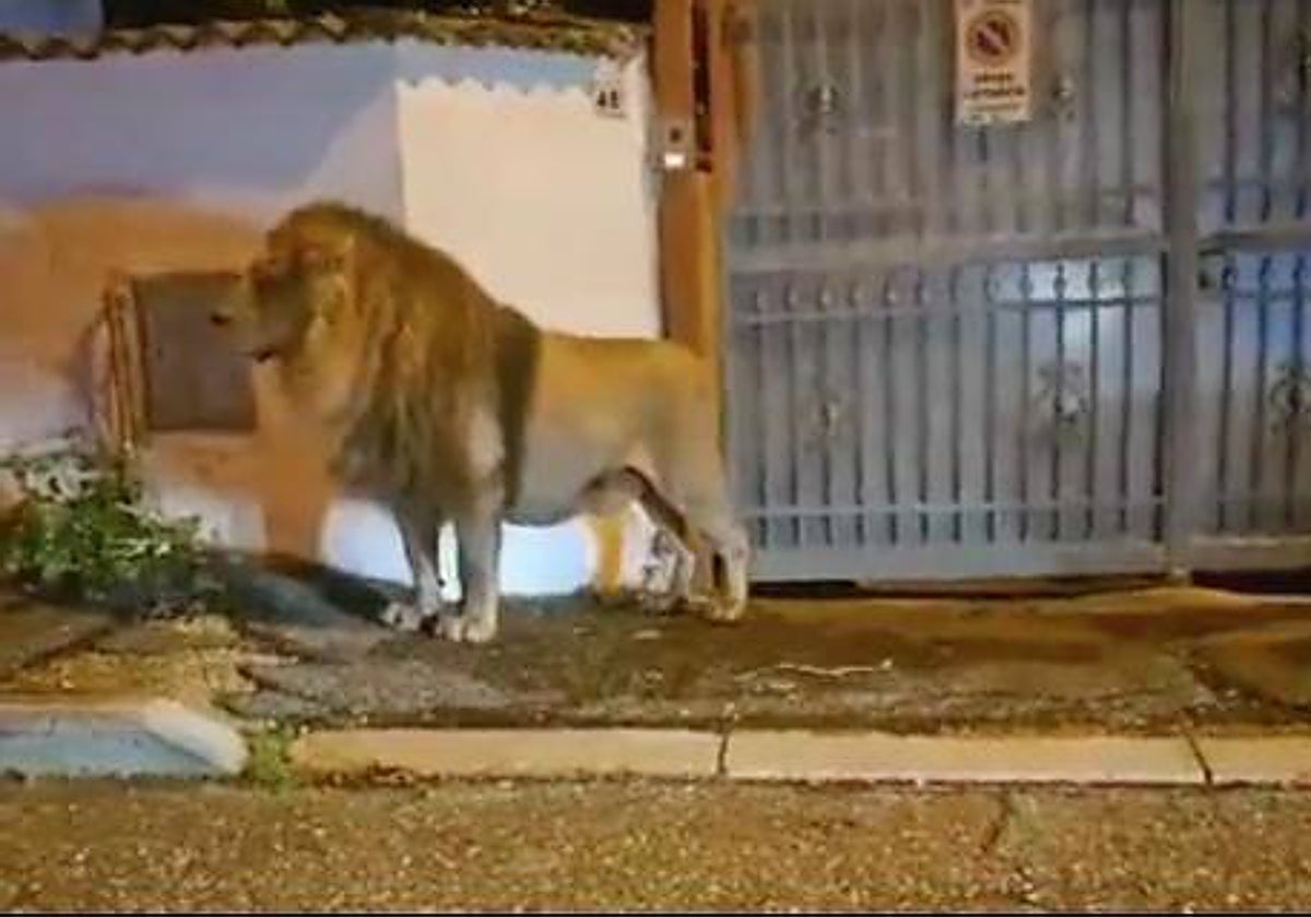 El león durante su fuga