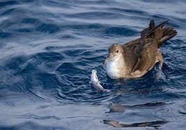 La UE acuerda frenar la sobrepesca en el Mediterráneo para proteger especies vulnerables