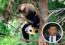 El presidente Xi Jinping insinúa que China podría enviar nuevos pandas a Estados Unidos