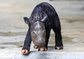 Nace una cría del amenazado rinoceronte de Sumatra en Indonesia
