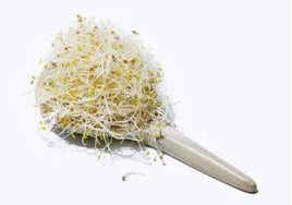 Sanidad alerta de la presencia de listeria en unos populares brotes germinados