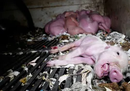 Cerdos con tumores, con gangrena y en estado de descomposición: denuncian a una «granja del terror» de Burgos por maltrato animal