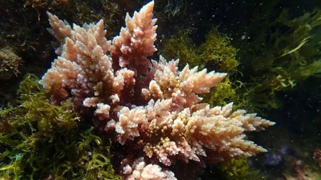 La 'asparagopsis taxiformis', aparecida en el Mediterráneo