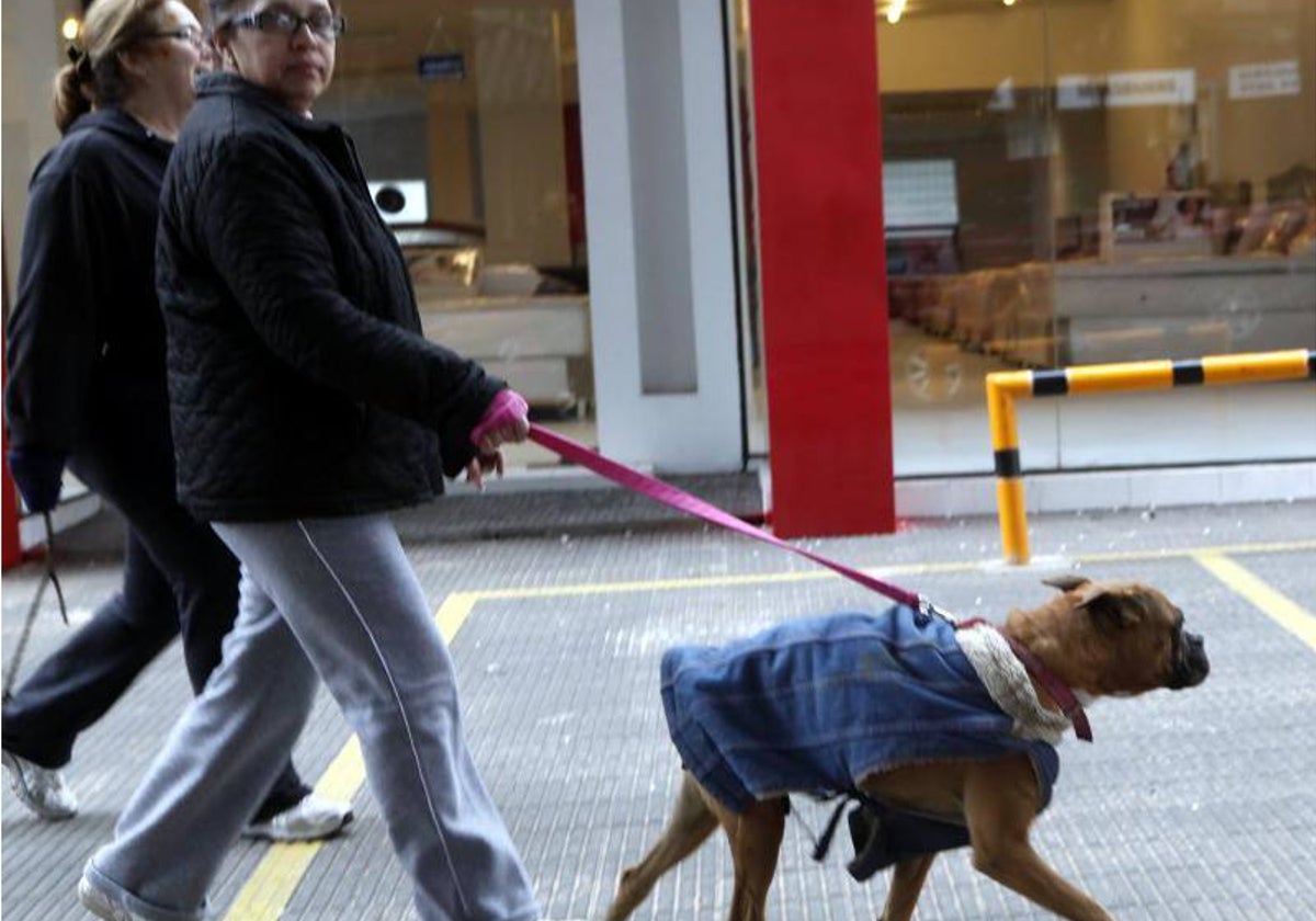 Un perro, protegdido del frío