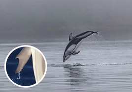 Mutaciones marinas: descubren un delfín con 'pulgares' en una bahía de Grecia