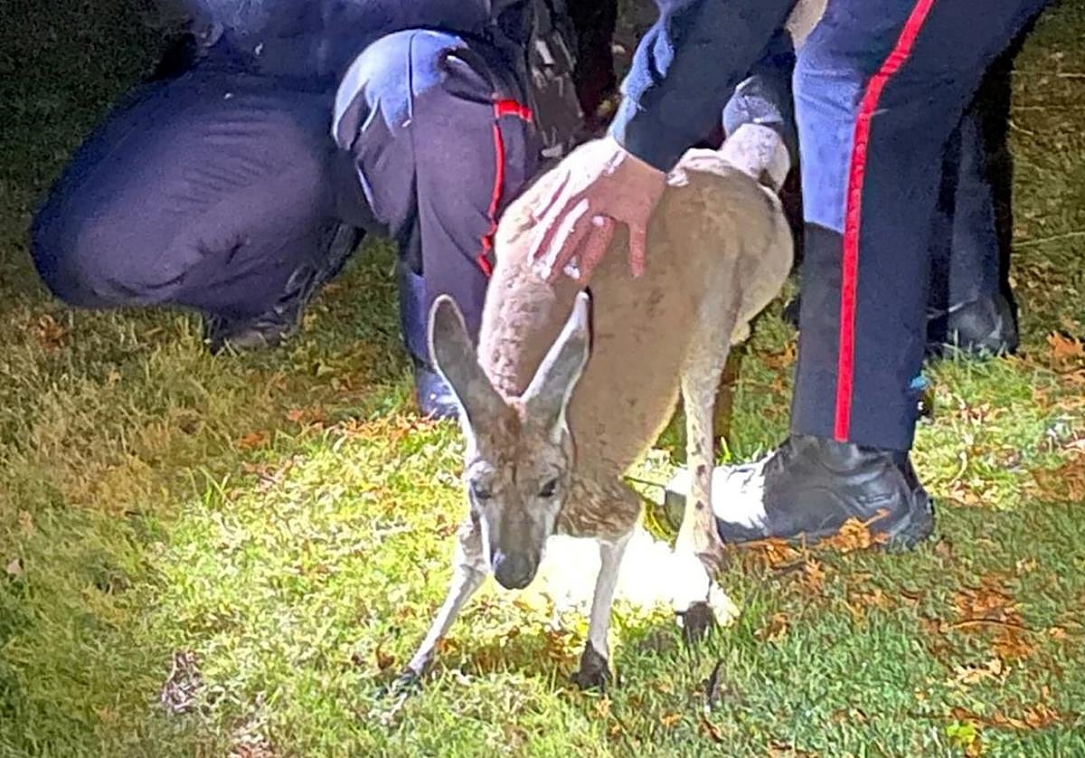 La hembra de canguro fugada