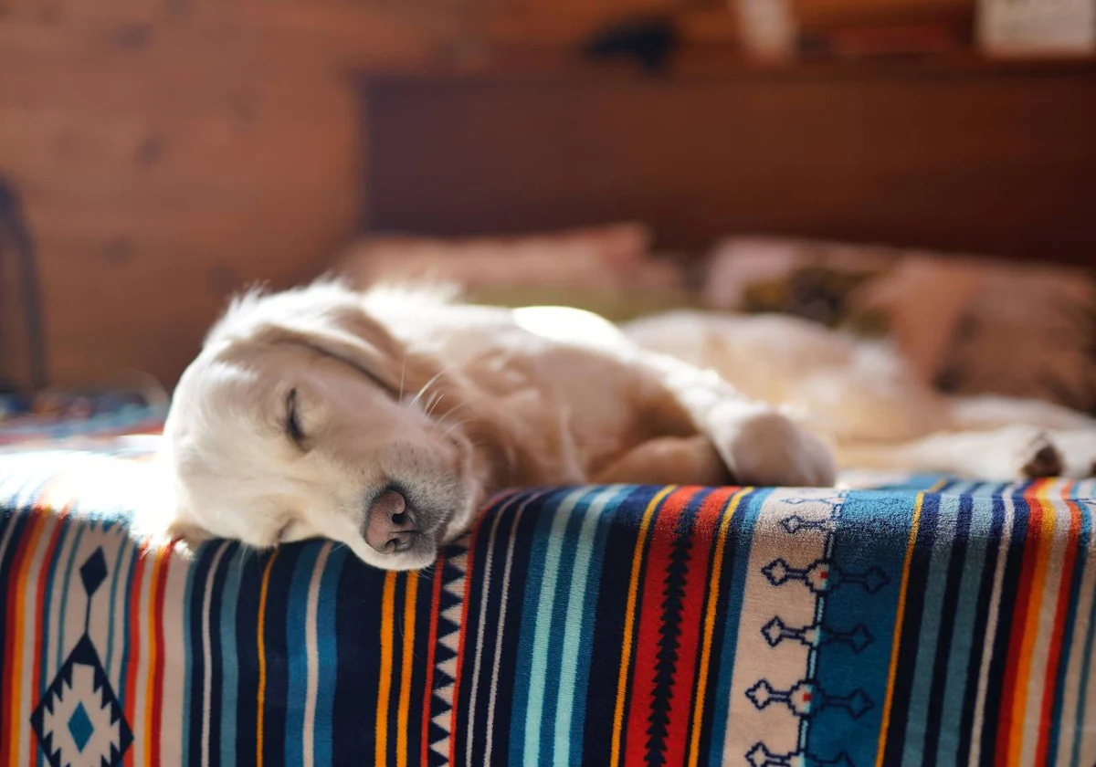 como saber si mi perro esta cansado o enfermo