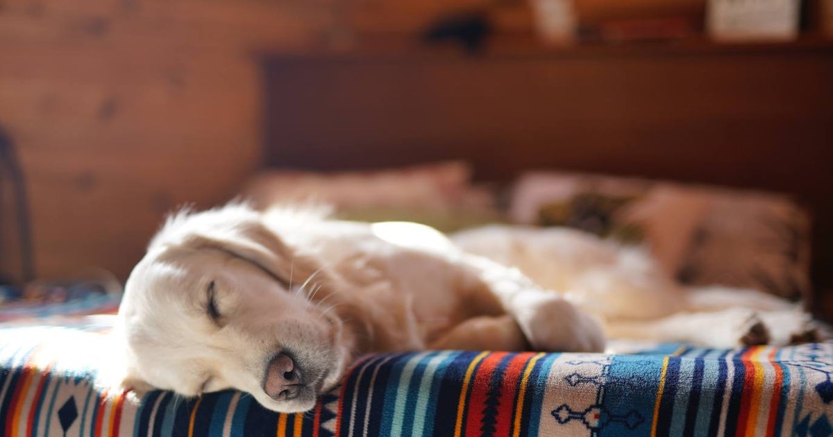 cuanto duerme un cachorro de 10 semanas