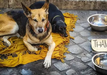 Solidaridad animal: comederos llenos y calor de hogar para perros callejeros