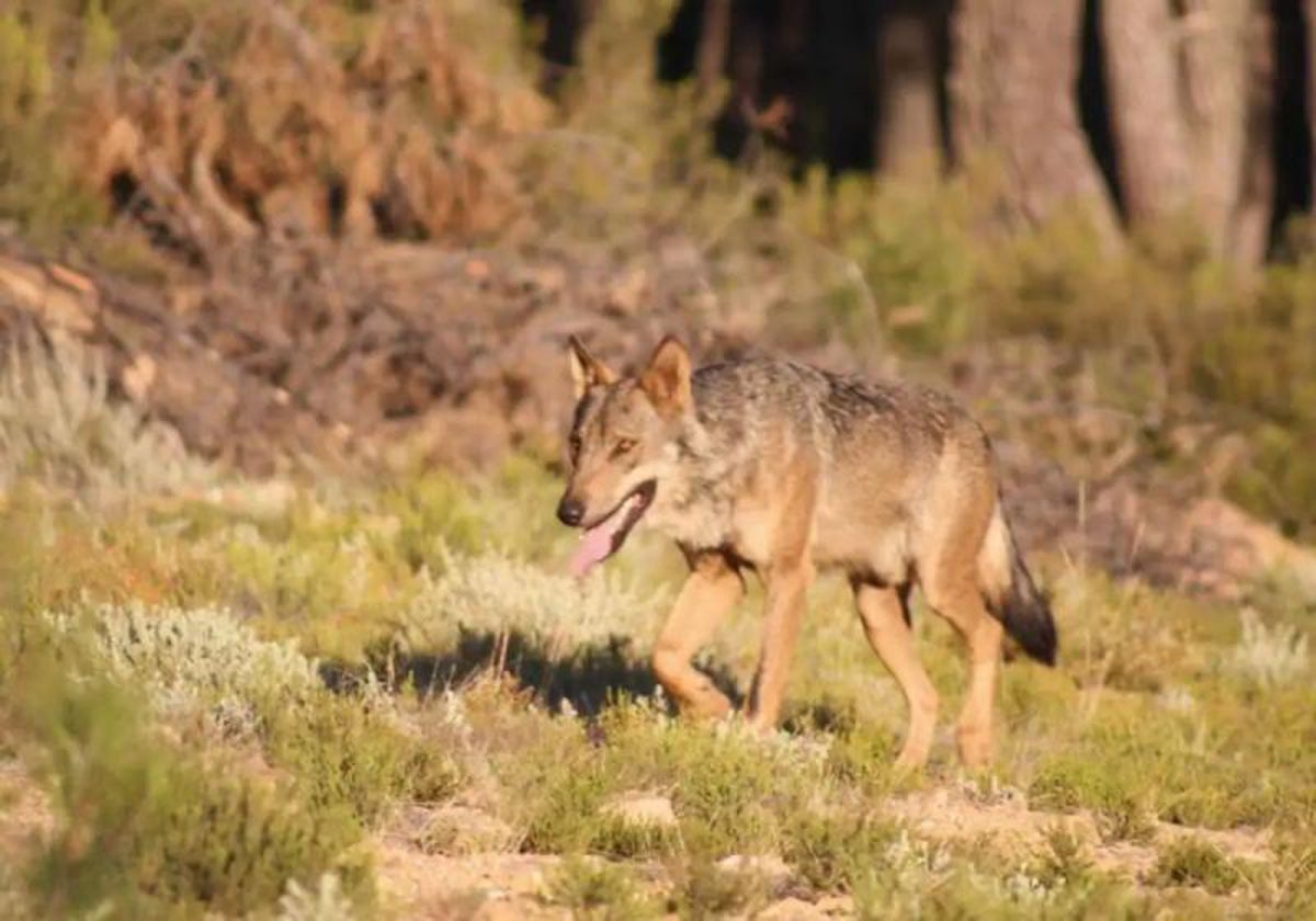 Lobo ibérico