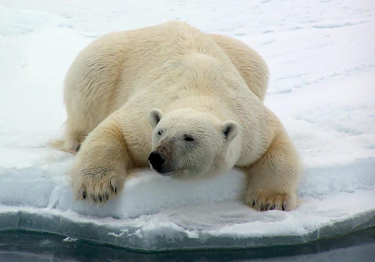 Imagen de archivo de un oso polar